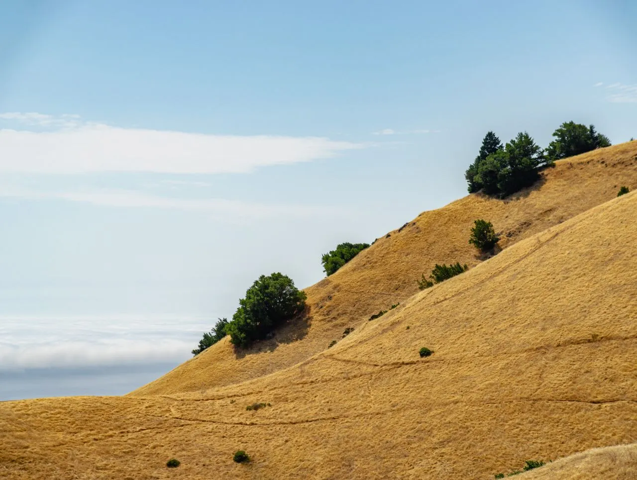 Golden dry California hills with scattered oaks